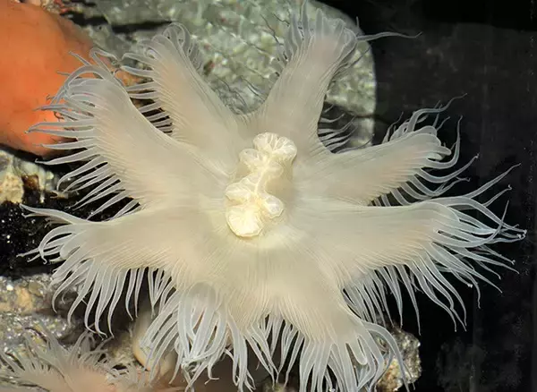 「日本一水族館に通い詰める研究者が厳選した「死ぬまでに一度行くべき水族館」」の画像