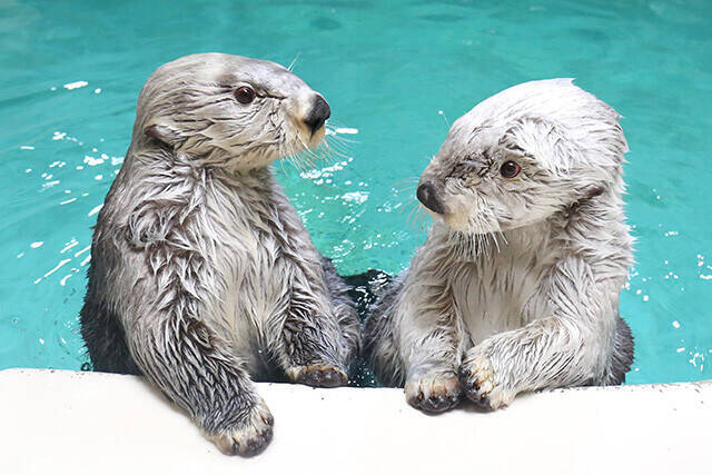 日本一水族館に通い詰める研究者が厳選した「死ぬまでに一度行くべき水族館」