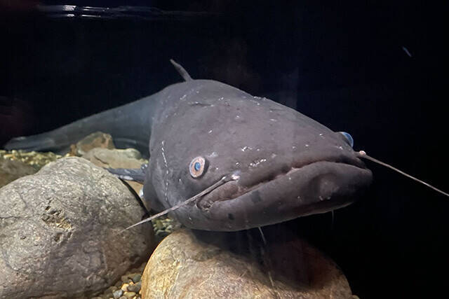 日本一水族館に通い詰める研究者が厳選した「死ぬまでに一度行くべき水族館」