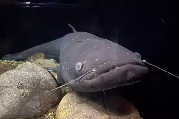 「日本一水族館に通い詰める研究者が厳選した「死ぬまでに一度行くべき水族館」」の画像
