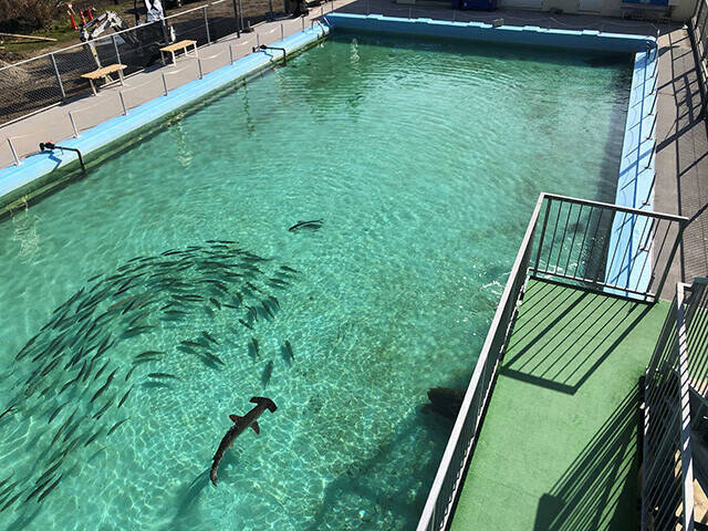 日本一水族館に通い詰める研究者が厳選した「死ぬまでに一度行くべき水族館」