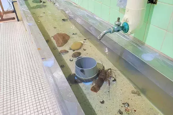 「日本一水族館に通い詰める研究者が厳選した「死ぬまでに一度行くべき水族館」」の画像