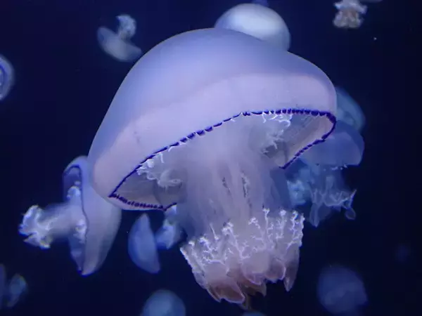「日本一水族館に通い詰める研究者が厳選した「死ぬまでに一度行くべき水族館」」の画像