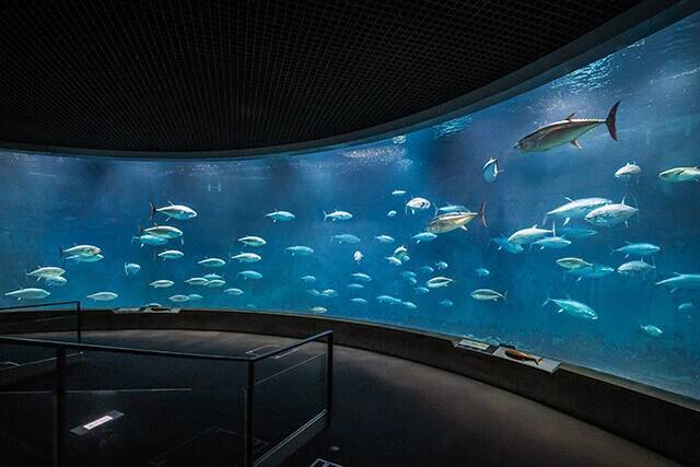 日本一水族館に通い詰める研究者が厳選した「死ぬまでに一度行くべき水族館」