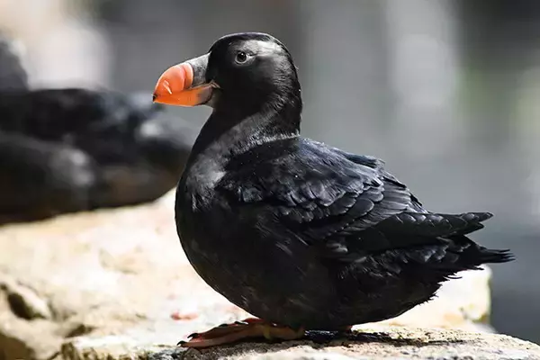 「日本一水族館に通い詰める研究者が厳選した「死ぬまでに一度行くべき水族館」」の画像