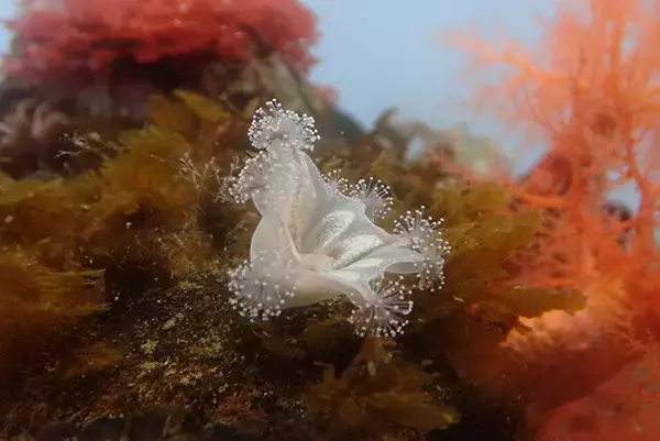 「日本一水族館に通い詰める研究者が厳選した「死ぬまでに一度行くべき水族館」」の画像