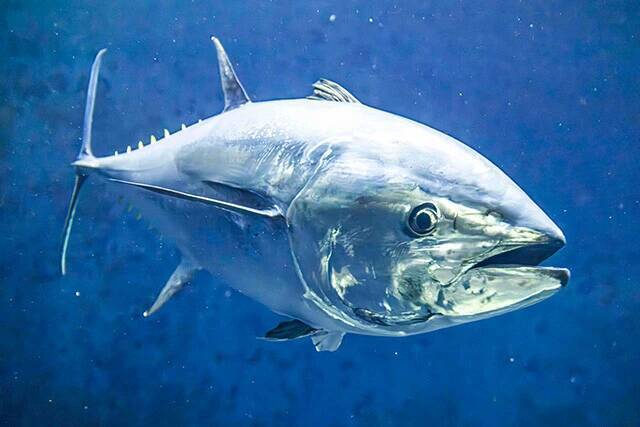 日本一水族館に通い詰める研究者が厳選した「死ぬまでに一度行くべき水族館」