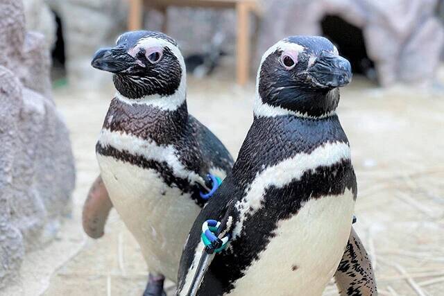 日本一水族館に通い詰める研究者が厳選した「死ぬまでに一度行くべき水族館」