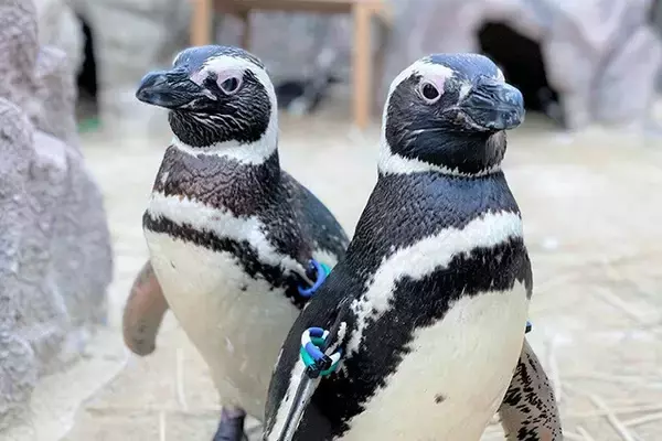 「日本一水族館に通い詰める研究者が厳選した「死ぬまでに一度行くべき水族館」」の画像
