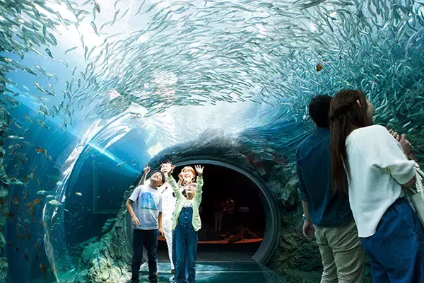「日本一水族館に通い詰める研究者が厳選した「死ぬまでに一度行くべき水族館」」の画像