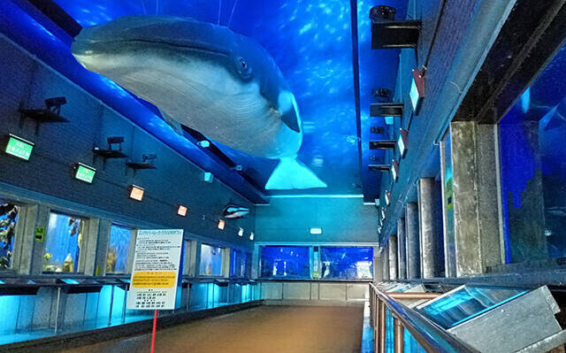 日本一水族館に通い詰める研究者が厳選した「死ぬまでに一度行くべき水族館」