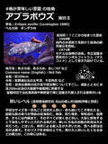 「日本一水族館に通い詰める研究者が厳選した「死ぬまでに一度行くべき水族館」」の画像28