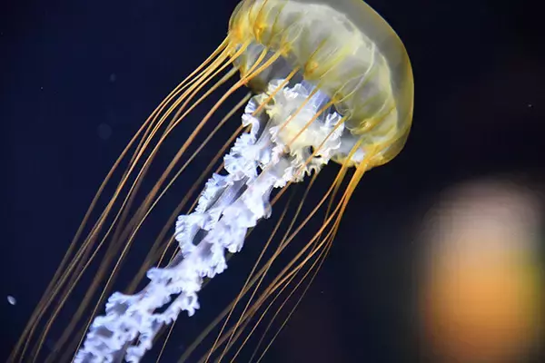 「日本一水族館に通い詰める研究者が厳選した「死ぬまでに一度行くべき水族館」」の画像