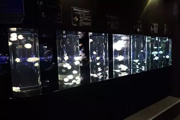 「日本一水族館に通い詰める研究者が厳選した「死ぬまでに一度行くべき水族館」」の画像