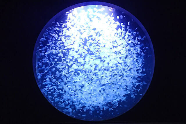 日本一水族館に通い詰める研究者が厳選した「死ぬまでに一度行くべき水族館」