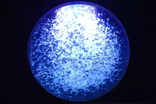 「日本一水族館に通い詰める研究者が厳選した「死ぬまでに一度行くべき水族館」」の画像