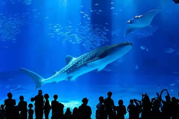 「日本一水族館に通い詰める研究者が厳選した「死ぬまでに一度行くべき水族館」」の画像