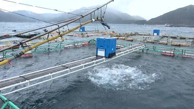 "おさかな買い負け時代"でも戦えるAIフル活用のスマート養殖場【くら寿司】"水面下"で進行する食の大変革。キープレイヤーを直撃!!　おさかなテック最前線（Part.3）