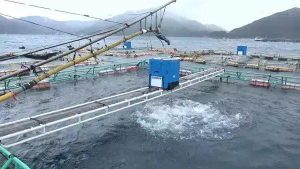 「"おさかな買い負け時代"でも戦えるAIフル活用のスマート養殖場【くら寿司】"水面下"で進行する食の大変革。キープレイヤーを直撃!!　おさかなテック最前線（Part.3）」の画像