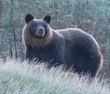 「相次ぐクマ遭遇事故は自治体の頭数調査が招いた「人災」だった!?」の画像1