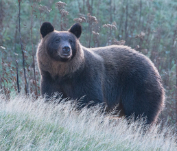 相次ぐクマ遭遇事故は自治体の頭数調査が招いた「人災」だった!?