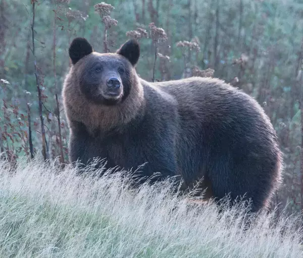 相次ぐクマ遭遇事故は自治体の頭数調査が招いた「人災」だった!?
