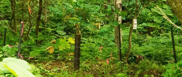 「相次ぐクマ遭遇事故は自治体の頭数調査が招いた「人災」だった!?」の画像