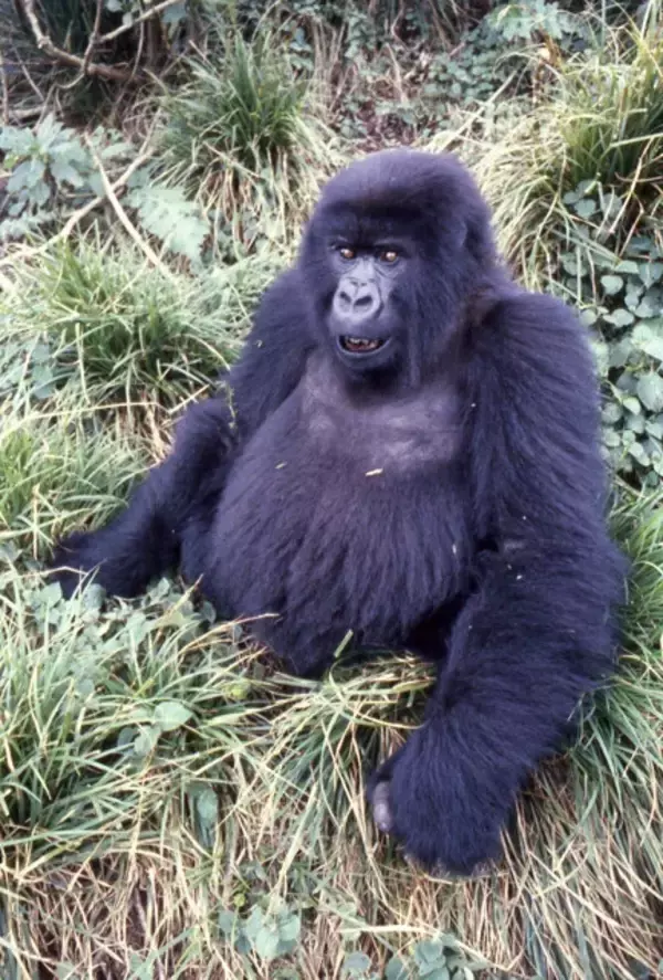 「【びっくり仰天サイエンス対談】動物の知性研究はここまできた!!　幸田正典×山極寿一「魚の心とゴリラの心」」の画像