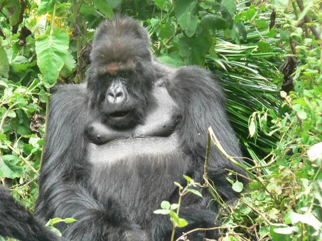 【びっくり仰天サイエンス対談】動物の知性研究はここまできた!!　幸田正典×山極寿一「魚の心とゴリラの心」