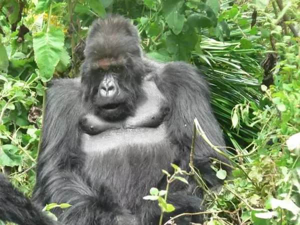 「【びっくり仰天サイエンス対談】動物の知性研究はここまできた!!　幸田正典×山極寿一「魚の心とゴリラの心」」の画像