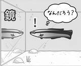 「【びっくり仰天サイエンス対談】動物の知性研究はここまできた!!　幸田正典×山極寿一「魚の心とゴリラの心」」の画像5