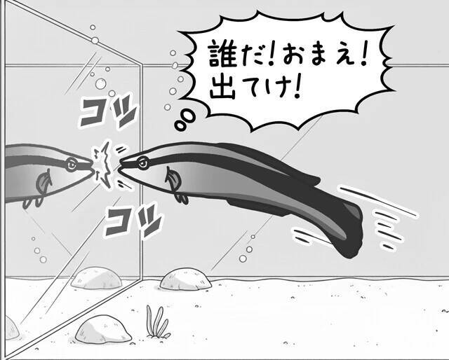 【びっくり仰天サイエンス対談】動物の知性研究はここまできた!!　幸田正典×山極寿一「魚の心とゴリラの心」