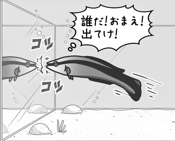 「【びっくり仰天サイエンス対談】動物の知性研究はここまできた!!　幸田正典×山極寿一「魚の心とゴリラの心」」の画像