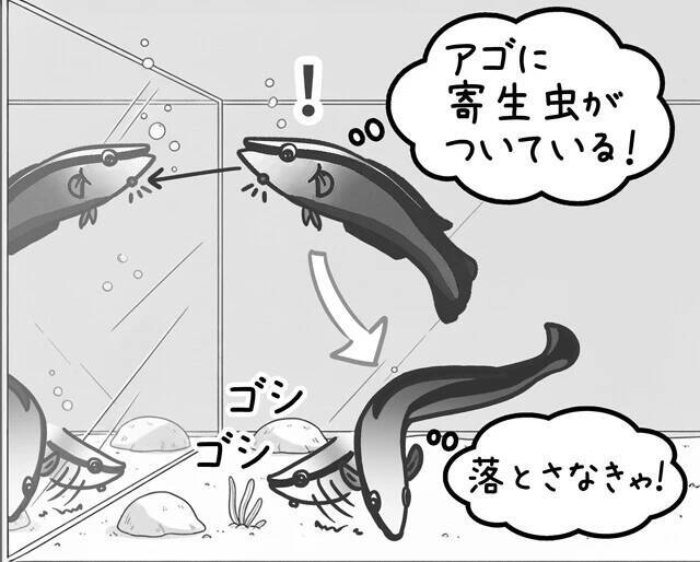 【びっくり仰天サイエンス対談】動物の知性研究はここまできた!!　幸田正典×山極寿一「魚の心とゴリラの心」