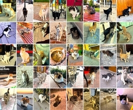 メルハバ！　べニム・アドゥム・ケイサトウ！～イスタンブール（前編）【「新型コロナウイルス学者」の平凡な日常】