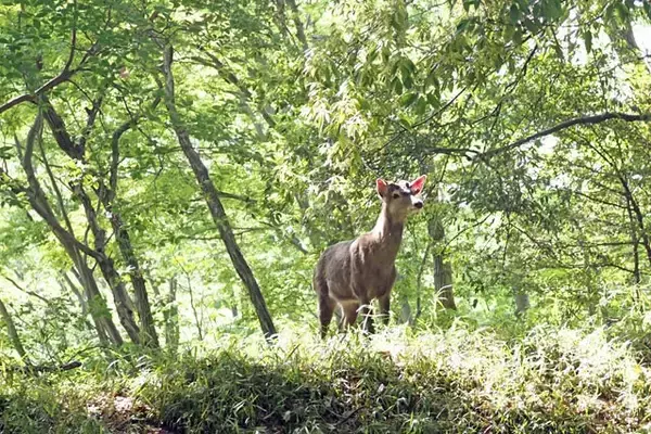 「熊を撃つよりシカを撃て!?　現役ハンターが指摘する意外な「熊害防止策」」の画像