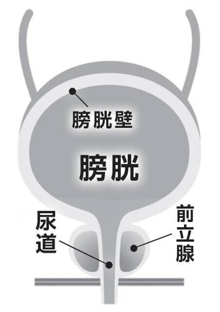年々気になる「尿意にまつわる基礎知識」。最大何時間ガマンできる？　ボンタンアメで尿意が遠のくってホント？　年を取るとトイレが近くなるのはなぜ？