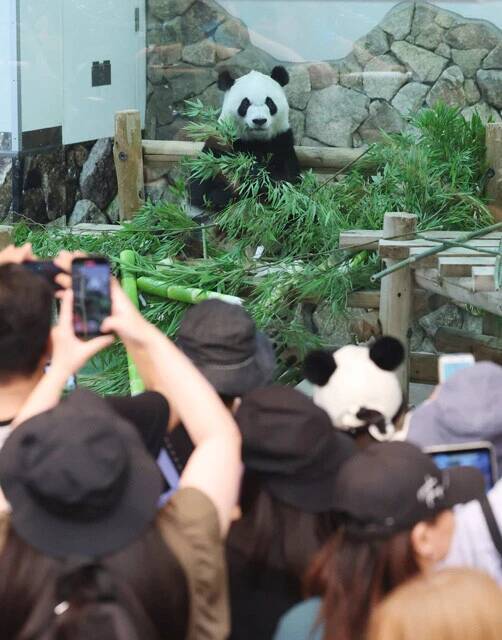【現地ルポ】"ゼロパンダ"になる日本。和歌山・白浜の「パンダロスな半年」と「パンダレスな未来」