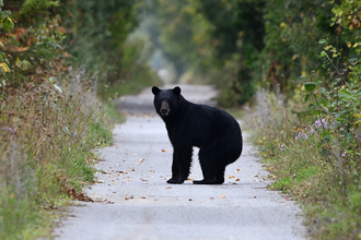 クマ先進国に学べ！　過去最悪の被害数を更新中の日本のベスト・クマ・オプション