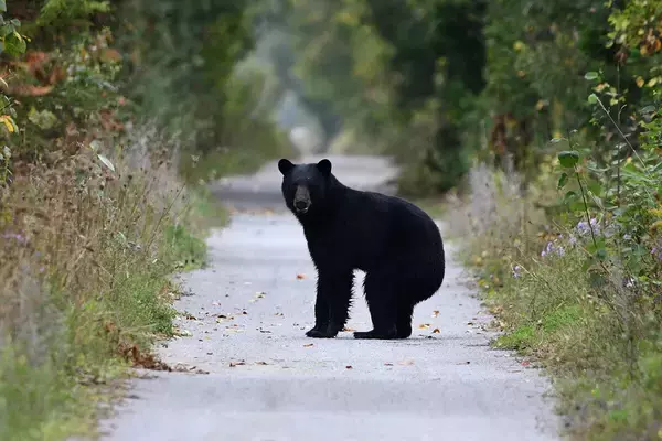 クマ先進国に学べ！　過去最悪の被害数を更新中の日本のベスト・クマ・オプション