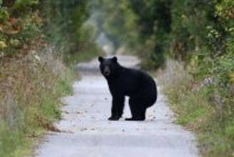 クマ先進国に学べ！　過去最悪の被害数を更新中の日本のベスト・クマ・オプション