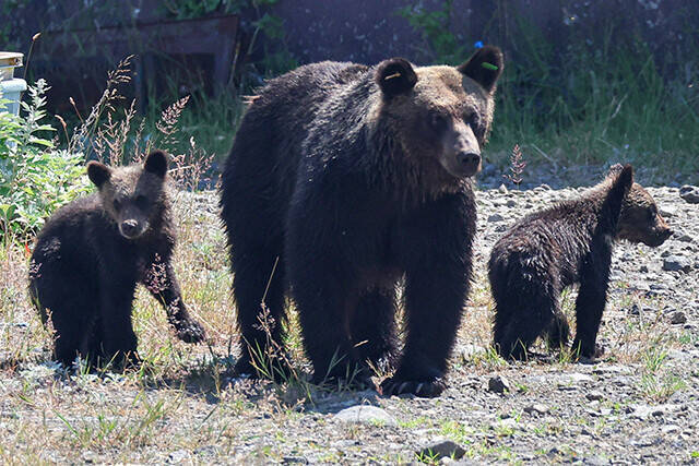 クマ先進国に学べ！　過去最悪の被害数を更新中の日本のベスト・クマ・オプション