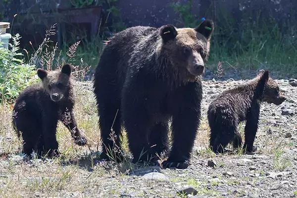 「クマ先進国に学べ！　過去最悪の被害数を更新中の日本のベスト・クマ・オプション」の画像