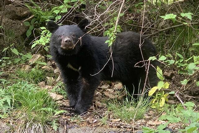 クマ先進国に学べ！　過去最悪の被害数を更新中の日本のベスト・クマ・オプション
