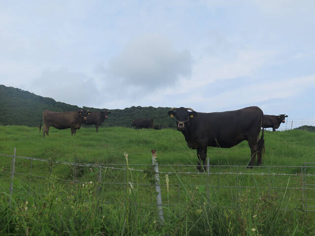 【現地ルポ】「日本最大の発電島」長崎県・宇久島カネと仕事、「メガソーラーから離れられない」切実な島民事情（後編）