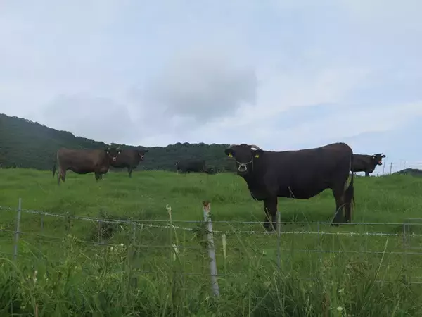「【現地ルポ】「日本最大の発電島」長崎県・宇久島カネと仕事、「メガソーラーから離れられない」切実な島民事情（後編）」の画像