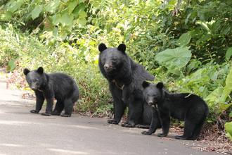 森林環境の変化でクマ頭数は増加中......。今年はもっと頻繁に"アーバンベア"が来襲!?