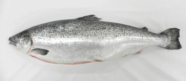 培養魚肉の開発はここまできた!!【マルハニチロ】"水面下"で進行する食の大変革。キープレイヤーを直撃!!　おさかなテック最前線（Part.2）