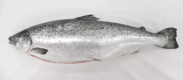 「培養魚肉の開発はここまできた!!【マルハニチロ】"水面下"で進行する食の大変革。キープレイヤーを直撃!!　おさかなテック最前線（Part.2）」の画像