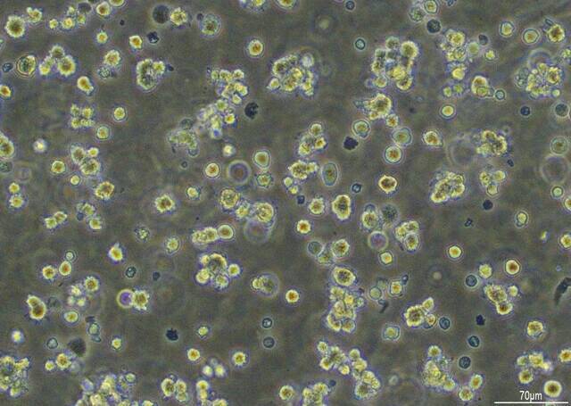 培養魚肉の開発はここまできた!!【マルハニチロ】"水面下"で進行する食の大変革。キープレイヤーを直撃!!　おさかなテック最前線（Part.2）